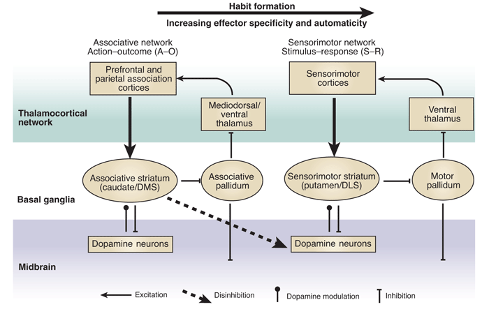 Diagram of processes in the brain
