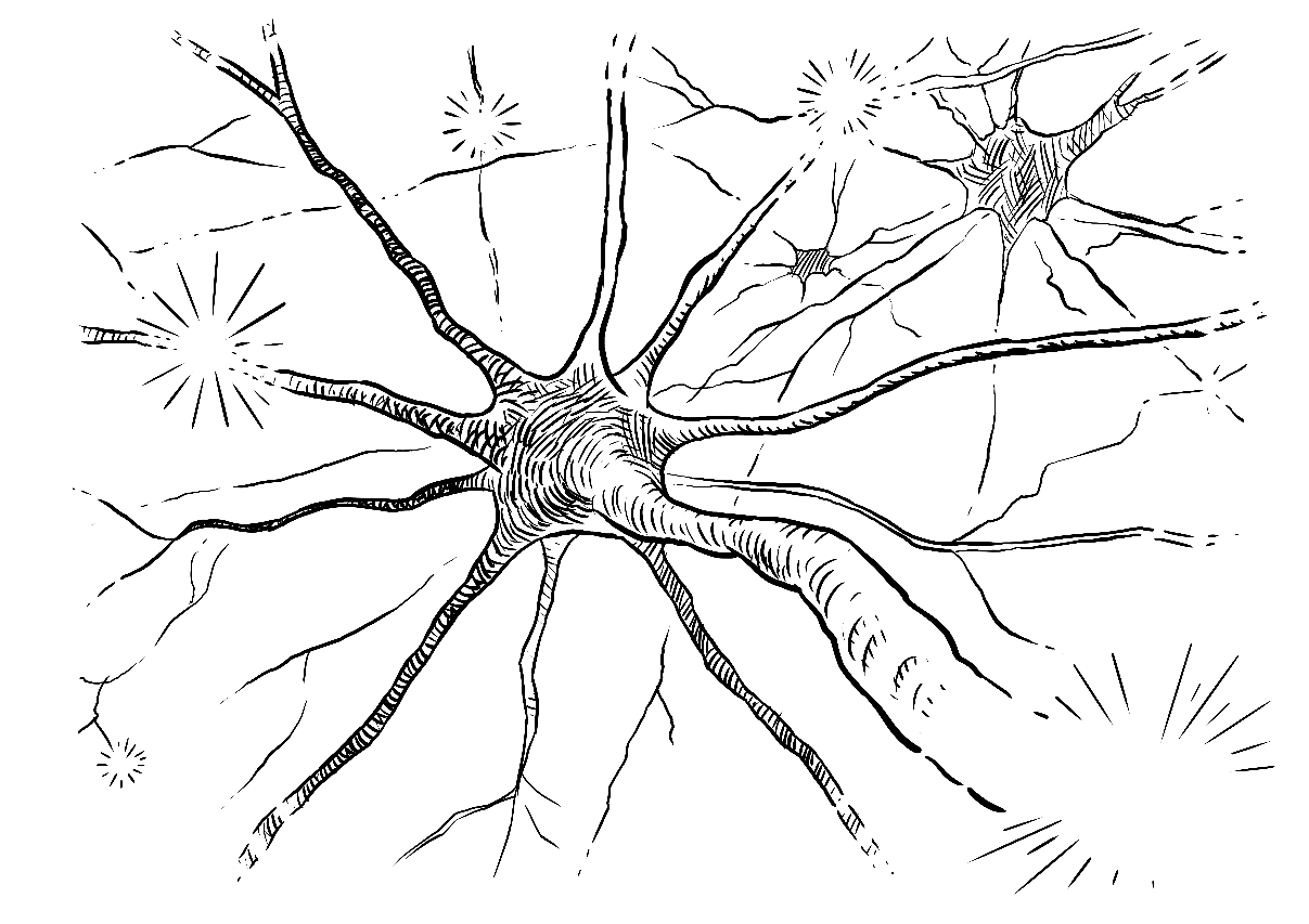 Neuroner og Synapser