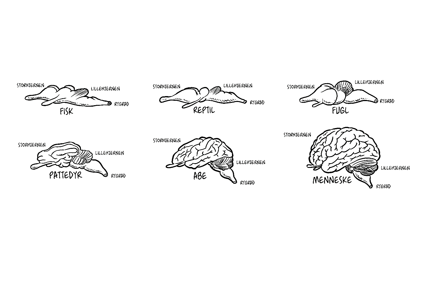 Hjernens opbygning.  Hjernen og Læring. Cortex i dyr og mennesker